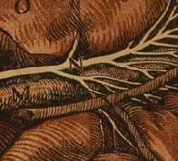 Detail from plate from of De lactibus sive lacteis venis. Click to see and resize image of entire page.